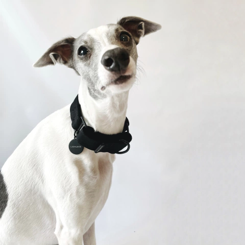 COLEIRA MARTINGALE - Black