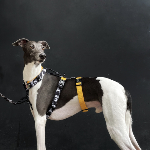 PEITORAL NO ESCAPE - Galgos no Espaço Laranja