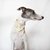 BANDANA - Galgos Rosa na internet