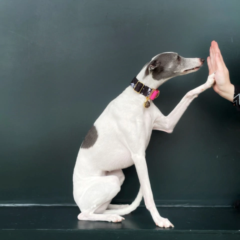 COLEIRA MARTINGALE - Galgos no Espaço Rosa