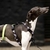 PEITORAL NO ESCAPE - Galgos no Espaço Verde