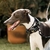 Imagem do COLEIRA MARTINGALE - Jardim dos Galgos Preto