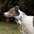 COLEIRA MARTINGALE - Jardim dos Galgos Branca