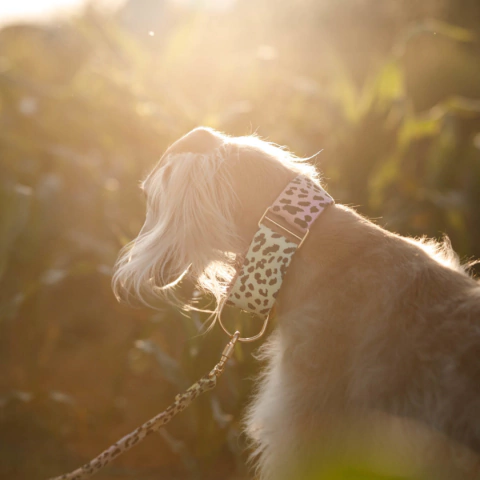 COLEIRA MARTINGALE - Onça Colorida