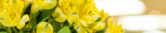 Banner da categoria Mimos
