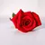 Mimo com 1 Rosa