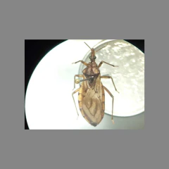 Suporte Giratório para Manipulação e Identificação de Espécimes Entomológicos Alfinetados NOSLIMED® – SG-01 na internet