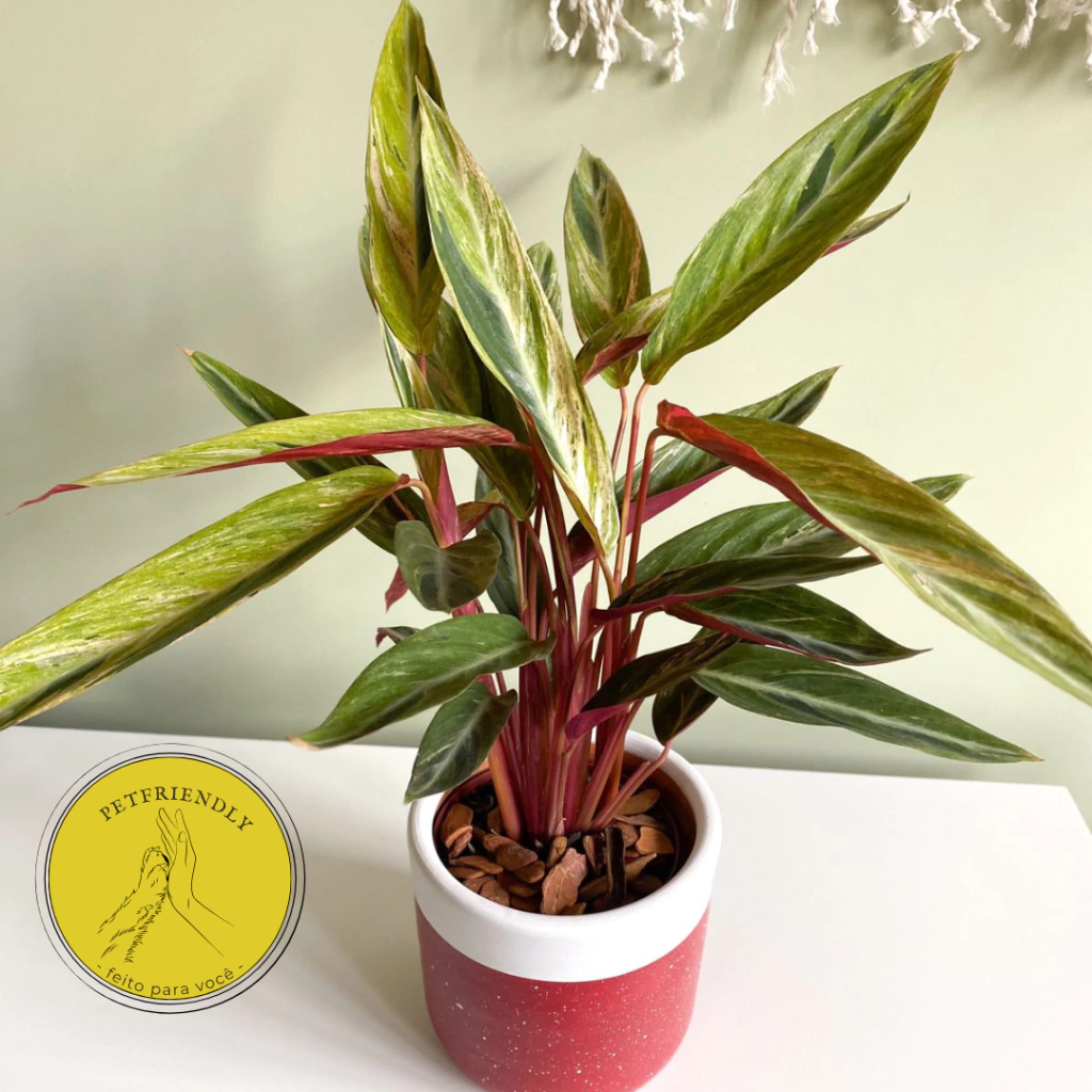 Cachepô com Maranta Tricolor- Petfriendly