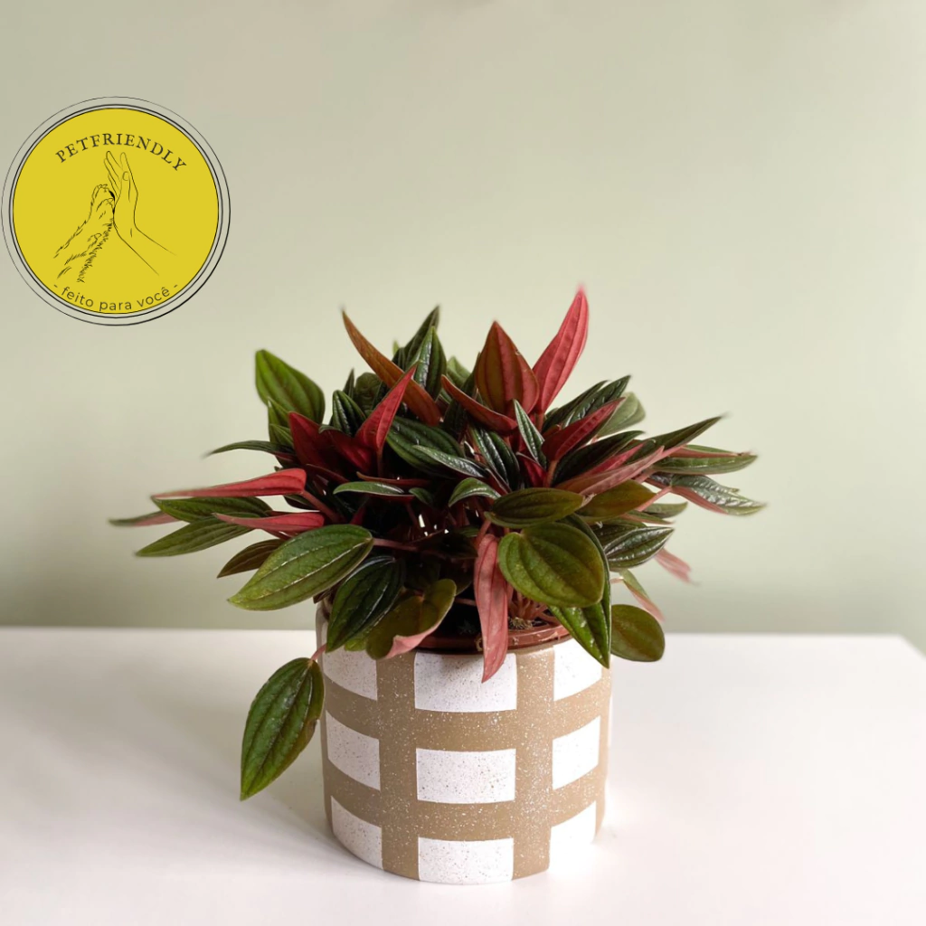 Cachepô com Peperomia Caperata - Petfriendly