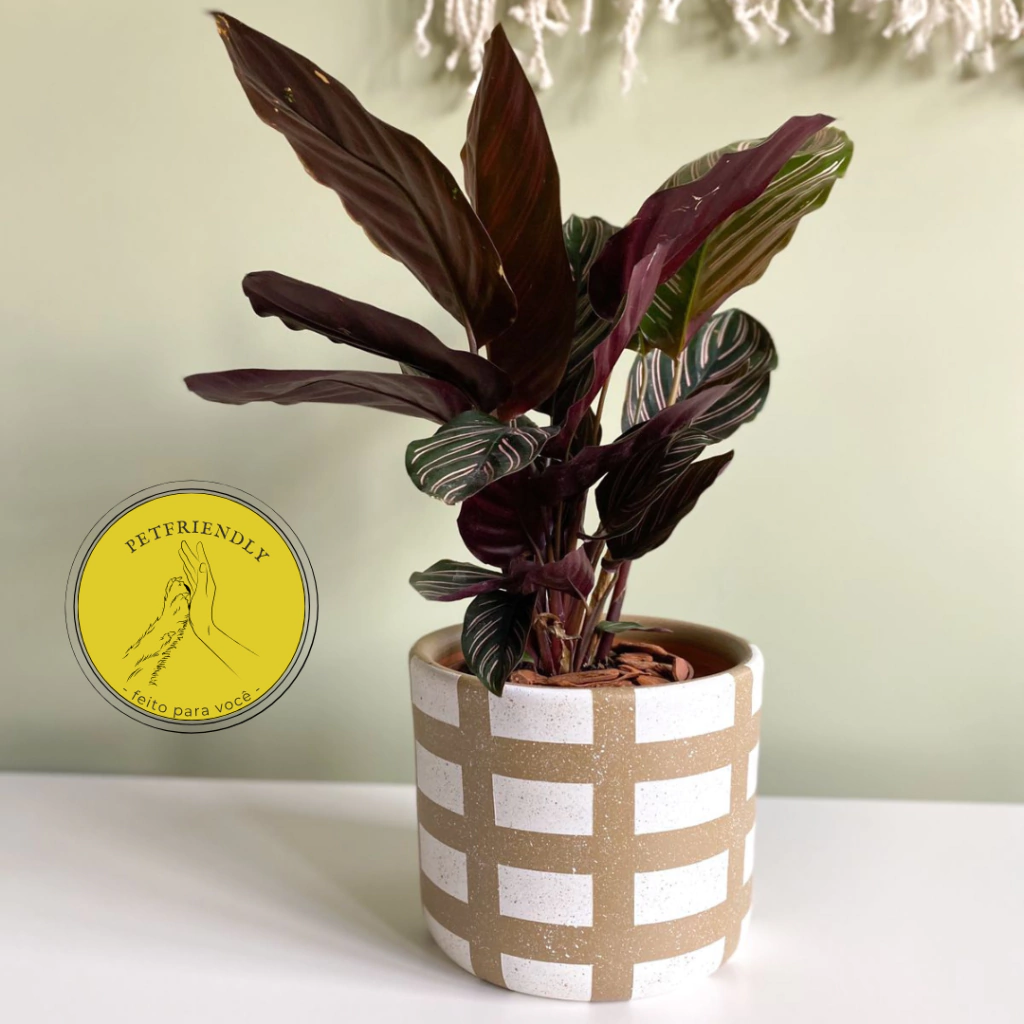 Cachepô com Calathea Ornata- Petfriendly