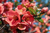 Cerejeira Anã Do Japão / Marmelo-japonês Cor-de-rosa