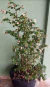 Bêgonia Fúcsia / Fuchsioides - comprar online