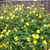 Hypericum Moserianum / Rosa-de-saron - comprar online