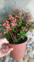Mini Coroa-de-cristo / Euphorbia Milli Mini na internet
