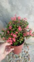 Mini Coroa-de-cristo / Euphorbia Milli Mini