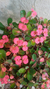 Mini Coroa-de-cristo / Euphorbia Milli - comprar online