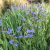 Moreia-azul (aristea Ecklonii) - Lírio dos Valles