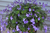 Streptocarpus Saxorum - Violeta Pendente