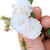 Micro Rosinha Dos Anjos - A Menor Rosa Do Mundo - Perfumada - loja online