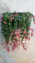 Kalanchoe Pendente Manginii / Sinos-da-praia - comprar online