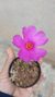 Suculenta Portulaca Werdermannii - comprar online