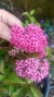 Grinalda Rosa - Spirea Japônica ‘Neon Flash’ - Lírio dos Valles