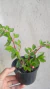 Bêgonia Fúcsia / Fuchsioides na internet