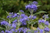 Grinalda Azul - Caryopteris Clandonensis - Lírio dos Valles