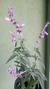 Sálvia Leucantha / Sálvia-bicolor / Sálvia-do-méxico