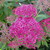 Grinalda Rosa - Spirea Japônica ‘Neon Flash’ - comprar online