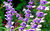 Sálvia Leucantha / Sálvia-bicolor / Sálvia-do-méxico