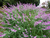 Sálvia Leucantha / Sálvia-bicolor / Sálvia-do-méxico - comprar online