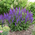 [Muda De Salvia Longispicata Azul / Melífera - Lírio dos Valles