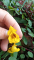Impatiens Repens