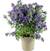 Imagem do Lycianthes Rantonnetii -Solano Azul Variegata