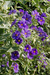 Lycianthes Rantonnetii -Solano Azul Variegata - Lírio dos Valles