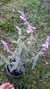 Imagem do Sálvia Leucantha / Sálvia-bicolor / Sálvia-do-méxico