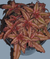 Suculenta Cryptanthus Bivittatus / Mini Bromélia - Lírio dos Valles