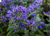 Grinalda Azul - Caryopteris Clandonensis na internet