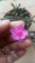 Hatiora Herminiae - loja online
