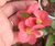 Cerejeira Anã Do Japão / Marmelo-japonês Cor-de-rosa na internet