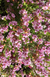Thryptomene Pink Lace Importada - loja online