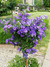 Lycianthes Rantonnetii -Solano Azul Variegata - loja online
