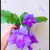 Violeta (streptocarpus) - Roxa - comprar online