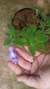 Streptocarpus Saxorum - Violeta Pendente - Lírio dos Valles