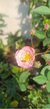 Mini Rosa 'kirschrose Kletterorse' - comprar online