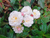 Micro Rosinha Dos Anjos - A Menor Rosa Do Mundo - Perfumada - comprar online