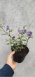 Lycianthes Rantonnetii -Solano Azul Variegata na internet