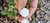 Imagem do Micro Rosinha Dos Anjos - A Menor Rosa Do Mundo - Perfumada