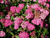 Grinalda Rosa - Spirea Japônica ‘Neon Flash’ na internet